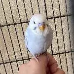 Charlie sucht ein neues Zuhause Bild 1
