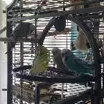 3 Wellis abzugeben Bild 3