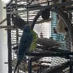 3 Wellis abzugeben Bild 4