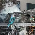 3 Wellis abzugeben Bild 2