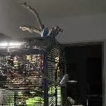 3 Wellis abzugeben Bild 1