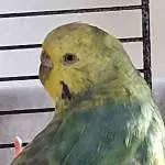 Henne abzugeben Bild 3