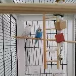 Wellensittiche Alfredo und Milky suchen ein neues Zuhause Bild 1