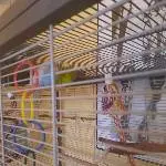 Suche liebesvolles Zuhause für unser Welli Pärchen im Raum Nürnberg Bild 2