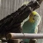 4Jährige Henne abzugeben oder Platz für einen älteren Hahn Bild 1