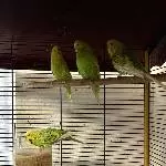 4 Wellis abzugeben Bild 6