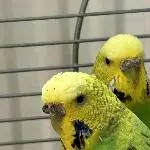 4 Wellis abzugeben Bild 1