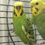 4 Wellis abzugeben Bild 2
