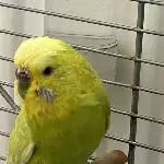 4 Wellis abzugeben Bild 3