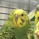 4 Wellis abzugeben Bild 5