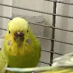 4 Wellis abzugeben Bild 4