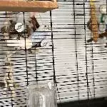 Melek sucht ein neues Zuhause Bild 1