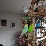 4 Wellensittiche abzugeben Bild 1