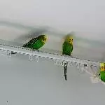 Vier muntere Wellis suchen ein neues Zuhause Bild 1