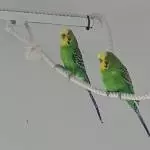 Vier muntere Wellis suchen ein neues Zuhause Bild 4