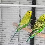 Vier muntere Wellis suchen ein neues Zuhause Bild 2