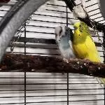 Eddy sucht ein neues Zuhause Bild 1