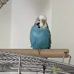 Elsa sucht neues Zuhause Bild 1