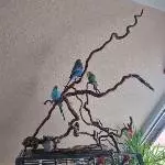 Wellensittichhähne suchen neues Zuhause Bild 1