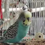 Einsamer Welli-Hahn sucht neues Zuhause Bild 9
