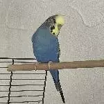 Paul sucht ein neues Zuhause Bild 1