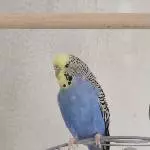 Paul sucht ein neues Zuhause Bild 2