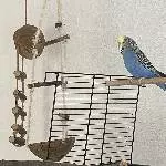Paul sucht ein neues Zuhause Bild 3