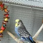 Eddy sucht ein Neues Zuhause Bild 1