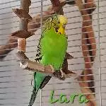 Schwarmmitglieder suchen liebevolles Zuhause Bild 1