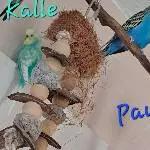 Schwarmmitglieder suchen liebevolles Zuhause Bild 8