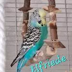 Schwarmmitglieder suchen liebevolles Zuhause Bild 5