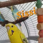 Wellis suchen eine neue Heimat Bild 2