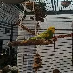 Henne abzugeben Bild 1