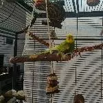 Henne abzugeben Bild 2
