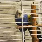 2 liebe und gesunde Wellensittische M&W zu verschenken Bild 3