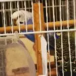 2 liebe und gesunde Wellensittische M&W zu verschenken Bild 1