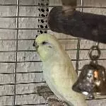 Welli Dame , flugunfähig, sucht neues zu Hause Bild 1