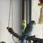 Einsamer Wellensittich sucht neues zu Hause Bild 3