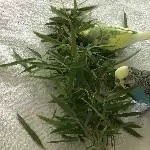 Einsamer Wellensittich sucht neues zu Hause Bild 1