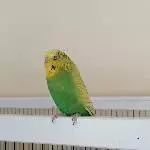 Henne sucht neues Zuhause Bild 1