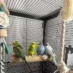 4 Wellensittich Hähne dringend abzugeben Bild 4