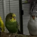 4 Wellensittich Hähne dringend abzugeben Bild 3