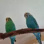 liebevolles, neues Zuhause gesucht Bild 2