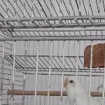 Ciri sucht eine neues zu Hause Bild 1