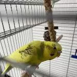 Welli sucht ein neues Zuhause Bild 1