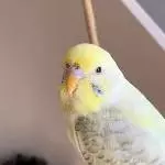 Welli sucht neues zuhause mit viel Freiflug Bild 3