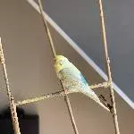 Welli sucht neues zuhause mit viel Freiflug Bild 2