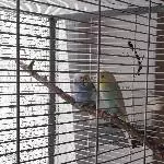 Dringend neues Zuhause gesucht Bild 1