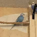 2 Wellensittiche abzugeben Bild 1