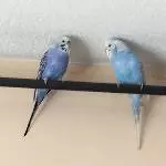 2 Wellensittiche abzugeben Bild 2